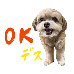 Chachamaru_20260428171758