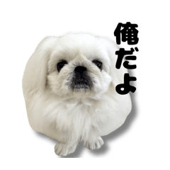 PEKI CHANCE_20260428192349