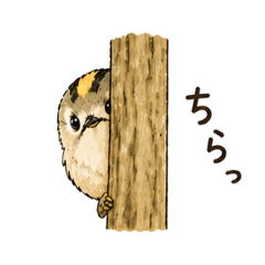 kikuitadaki