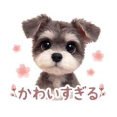 Schnauzer suta2