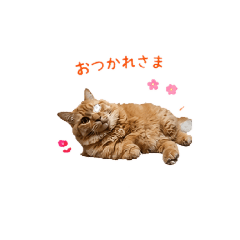 A word from the orange tabby3