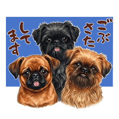 Various kinds of griffon dogs