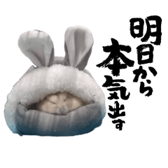 used515_20260428201748