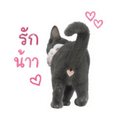 Chonthicha_20260428144202