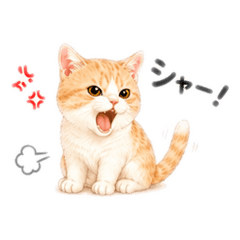Okoru chichan