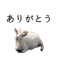 nekosan_20260428204756