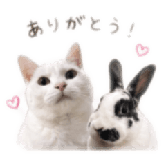 kuro_20260428204251