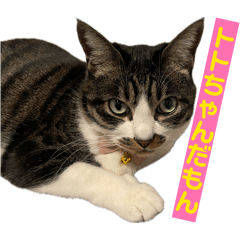 Chirami_20260428210208