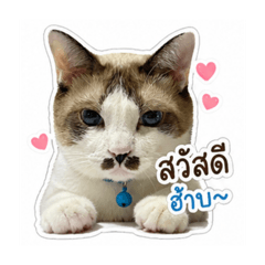 Som O the Cat
