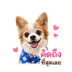 Tigger The Chihuahua_20260427191819