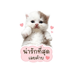 Shoshi_20260427192401