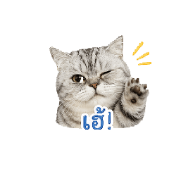 Sugus.emotion_20260427192249