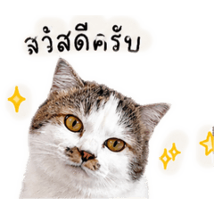Angpao(1)