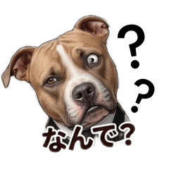 pitbull Everyday conversation