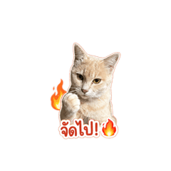 Chutipa270442_20260427195342