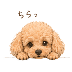 Evie the Cuddly Toy Poodle