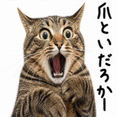 Cute & Funny Tabby Cat Stickers