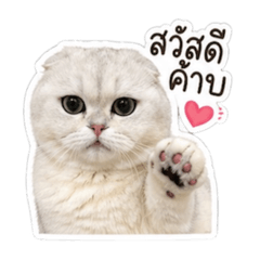 Cat'Taro