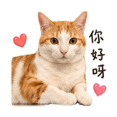 發財的貓咪日常