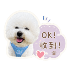 比熊脆迪酥的日常