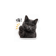 占卜貓咪-日常問候