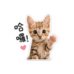 可愛喵星人❤️