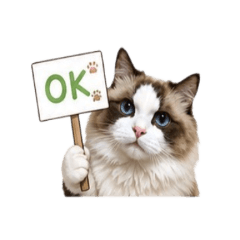 帥貓迪迪 布偶貓 優雅生活 呆萌日常