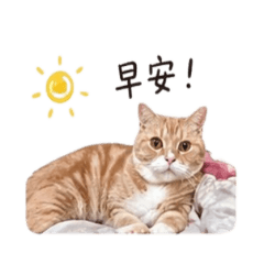橘貓哇哇 愛吃愛睡的小懶豬蠢萌溫馨日常