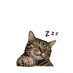 傲嬌虎斑七的日常