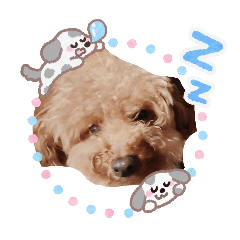 yolozz_20260428213346