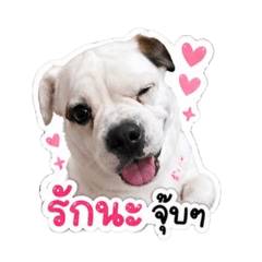 Happy CHABa V.1