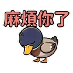 Little Green Duck's Daily Life