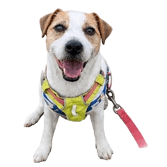 JRT-biru