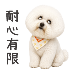 Habbie_Bichon_Extra chapter