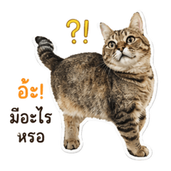 Cat Britich 3 kha