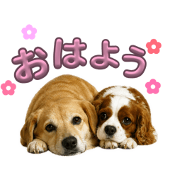 hana_20260428214026