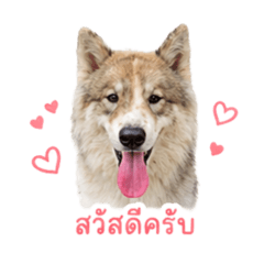 Pongnapa_20260427201849