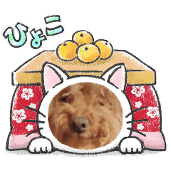 yolozz_20260428221500