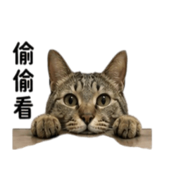 虎斑貓 虎牙 元氣生活 萌動表情 溫馨日常