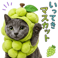 Pun Honwaka Russian Blue