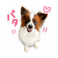 pachan_20260428222034