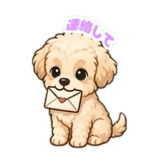 Maltipoo dog 2