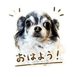 momo_Chihuahua1