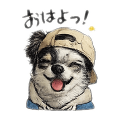 HAPPY chihuahua HAPPY