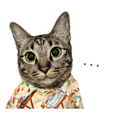 30 Goodcat_20260427212503