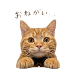 manafwee_20260423234615