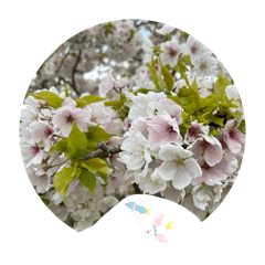 FIAST_20260424095329