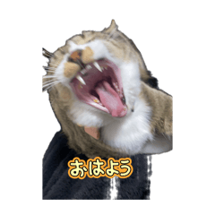 Kakitani8_20260424125236