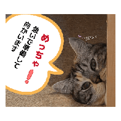 catys_20260429111557