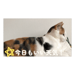 Nyannyan_20260429101830